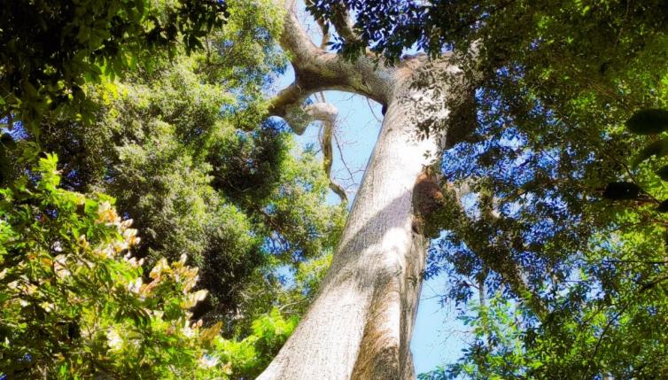 Imagem principal da Notícia